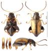 Longitarsus nasturtii